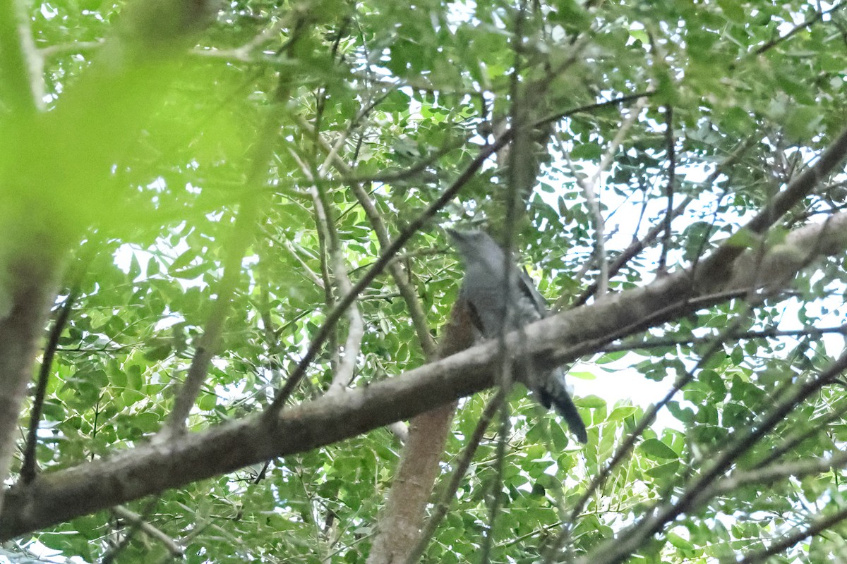 Bar-bellied Cuckooshrike - ML644350190