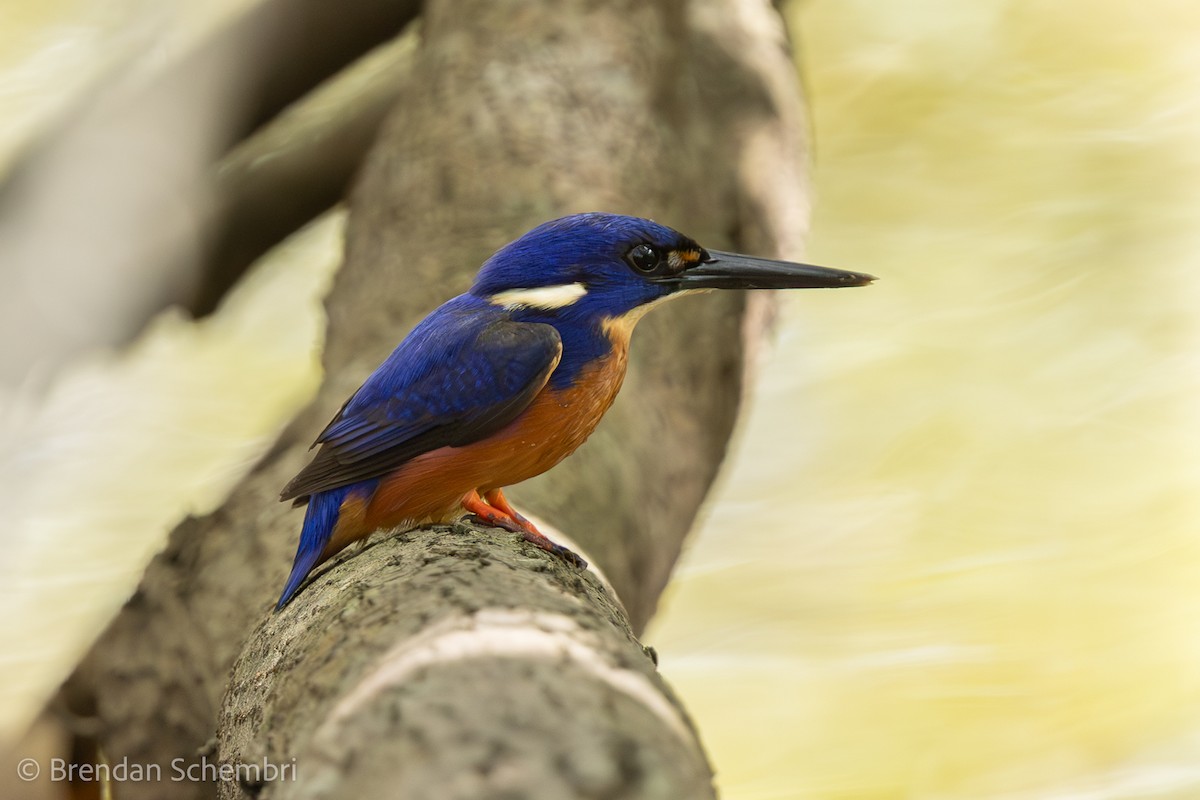 Azure Kingfisher - ML644350192