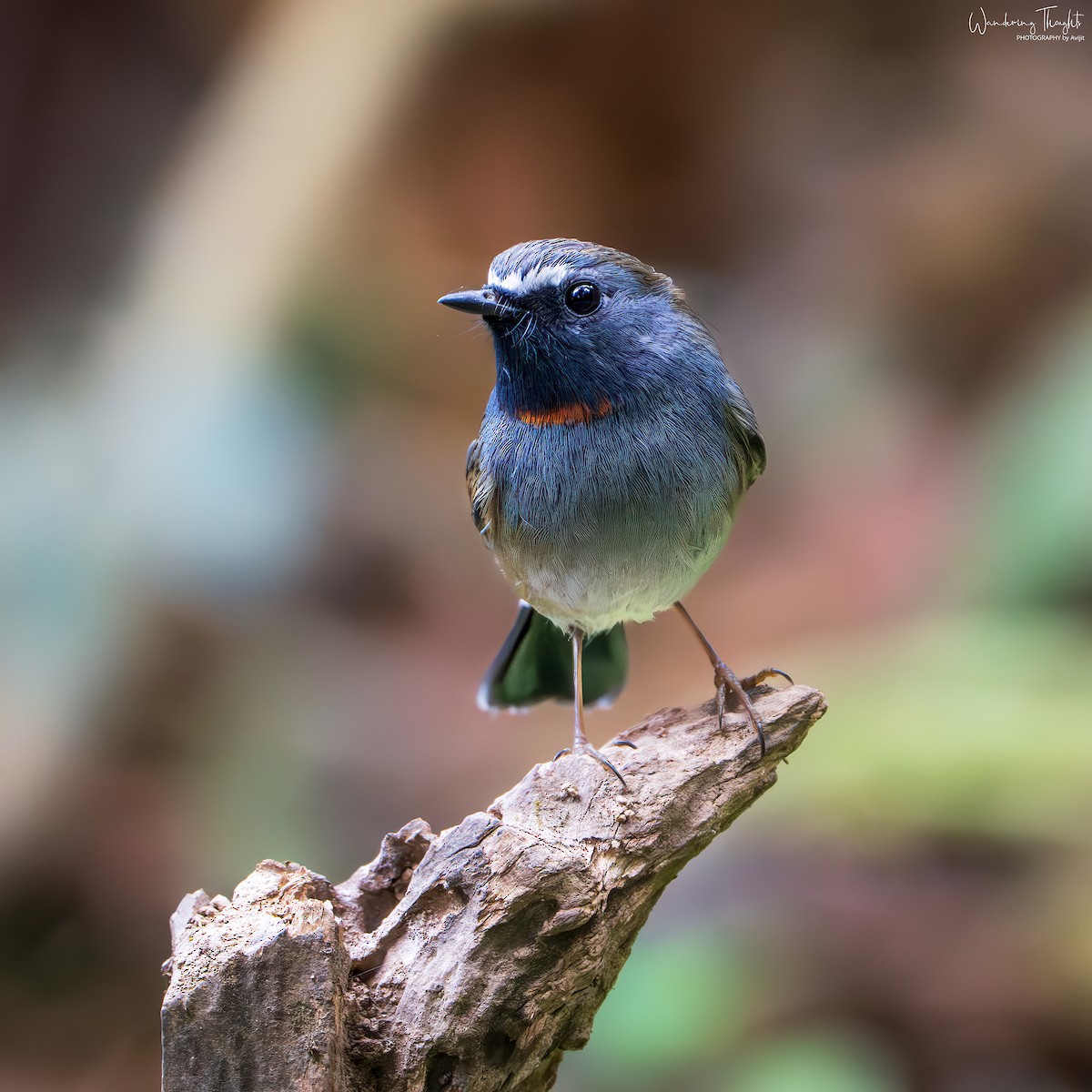 Papamoscas Gorjirrojo - ML644350194