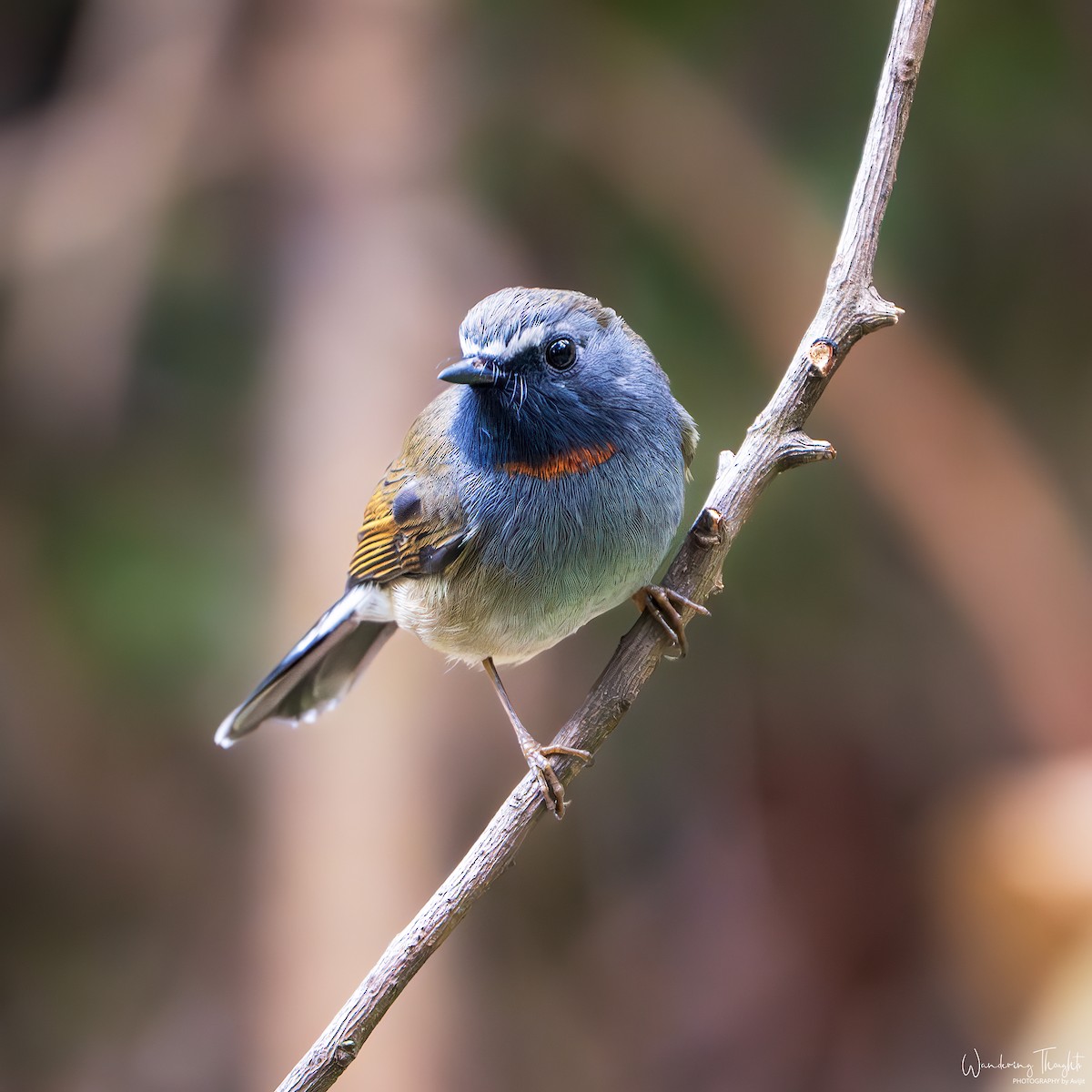 Papamoscas Gorjirrojo - ML644350196