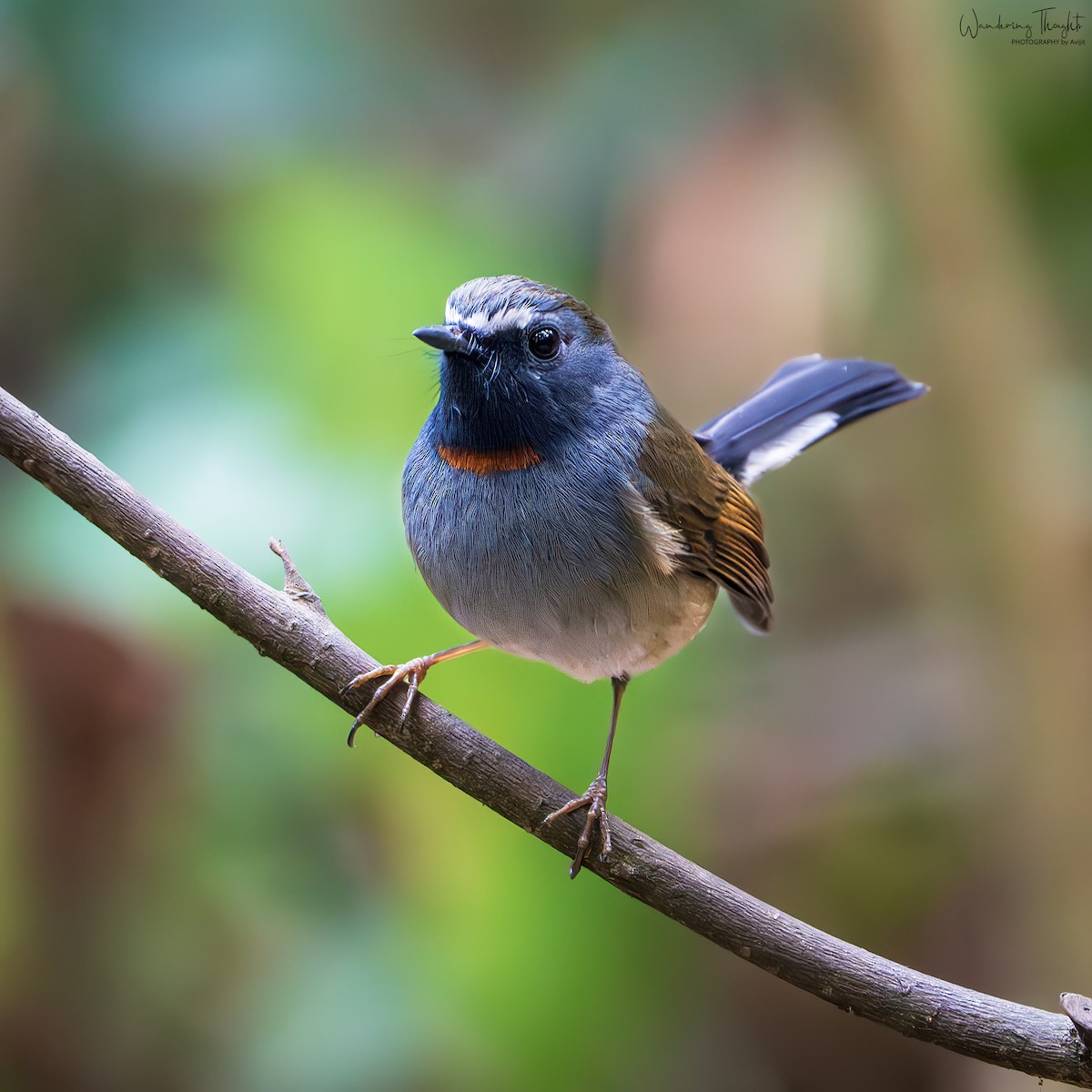 Papamoscas Gorjirrojo - ML644350197