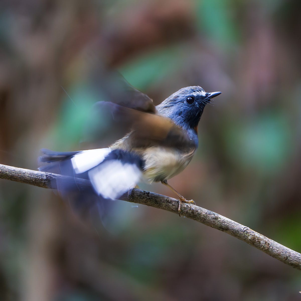 Papamoscas Gorjirrojo - ML644350198