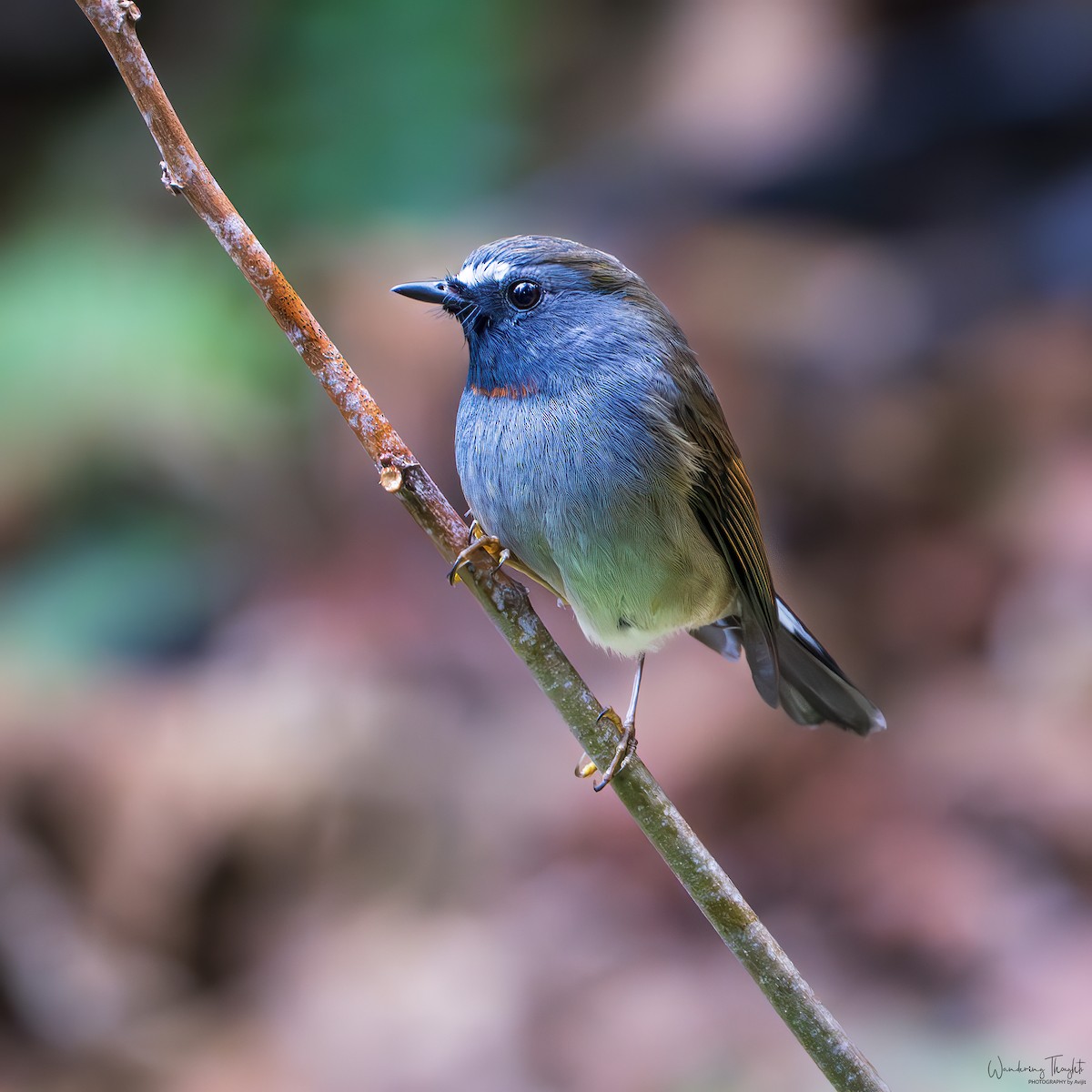 Papamoscas Gorjirrojo - ML644350199