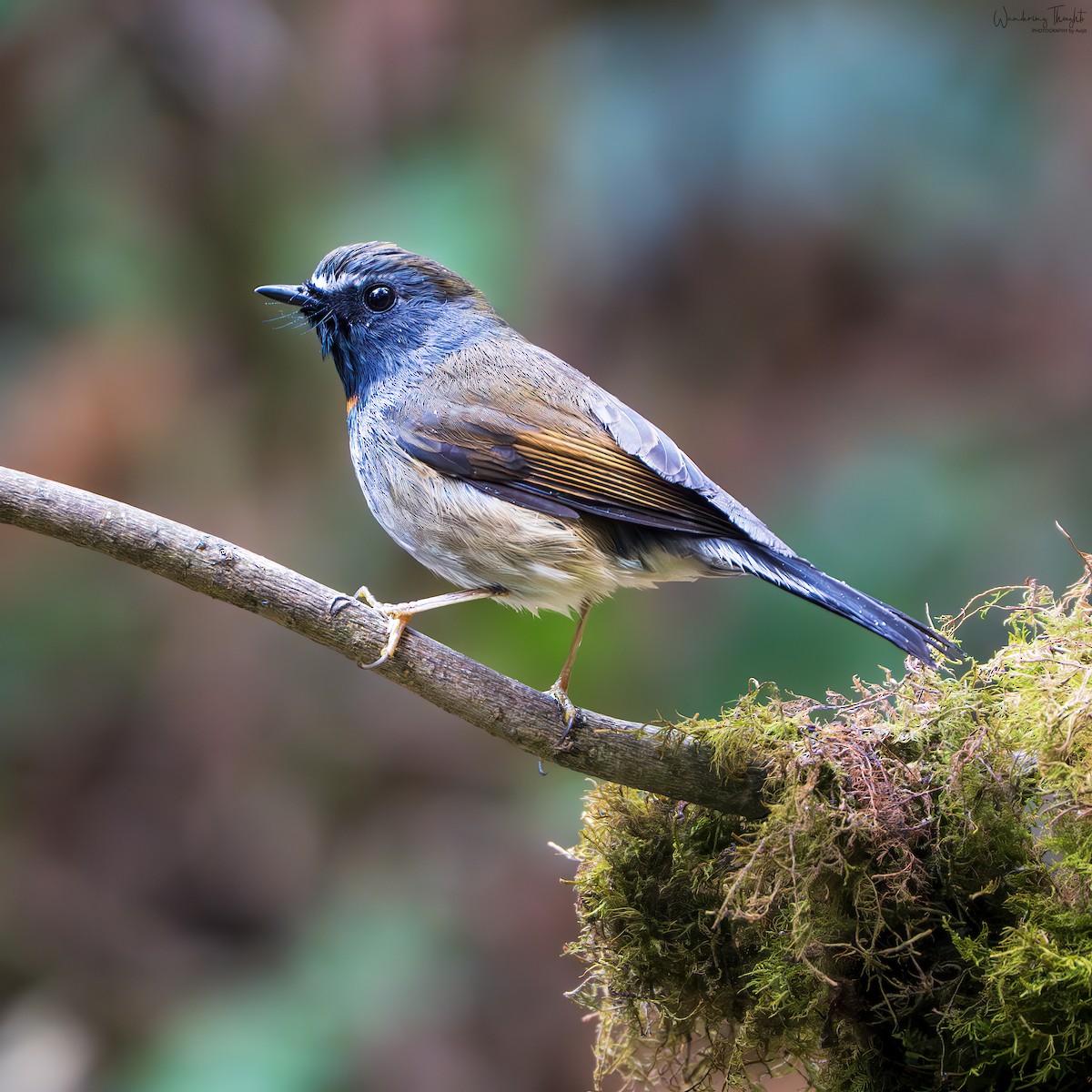 Papamoscas Gorjirrojo - ML644350200