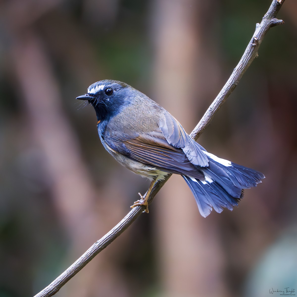 Papamoscas Gorjirrojo - ML644350201