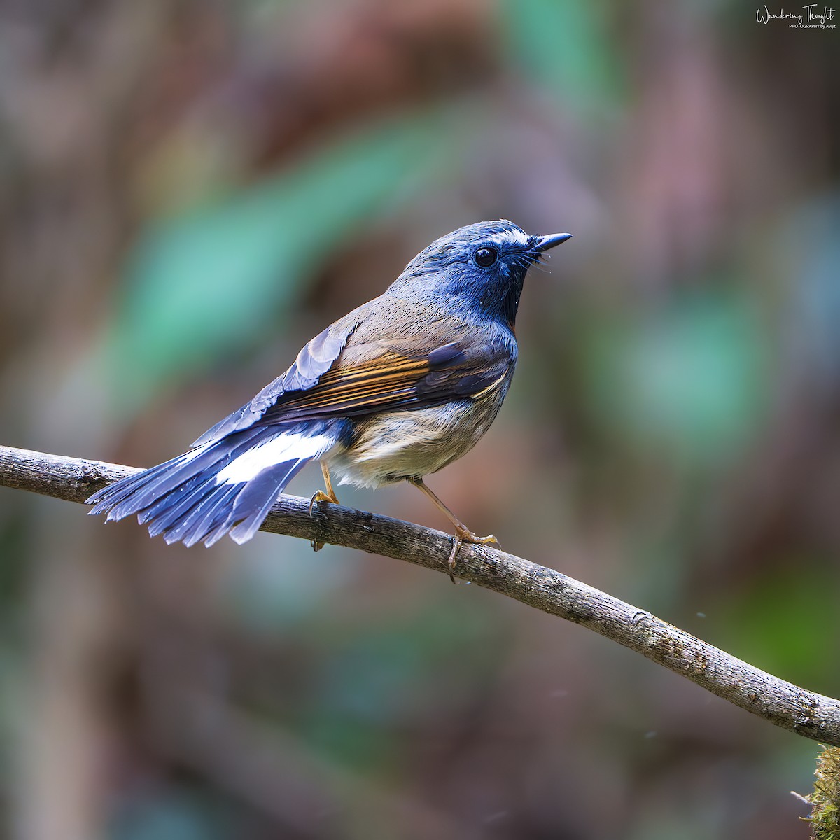 Papamoscas Gorjirrojo - ML644350202