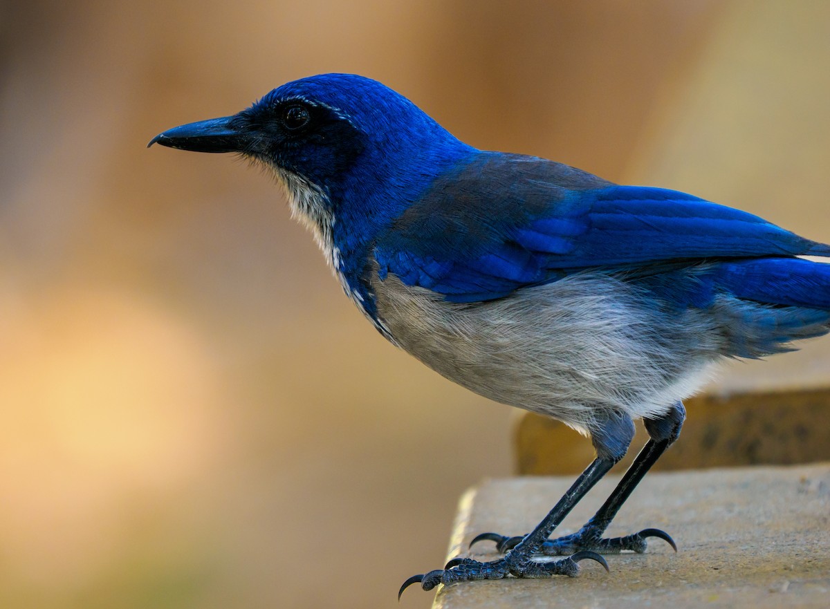 eikeskrike - ML644350216