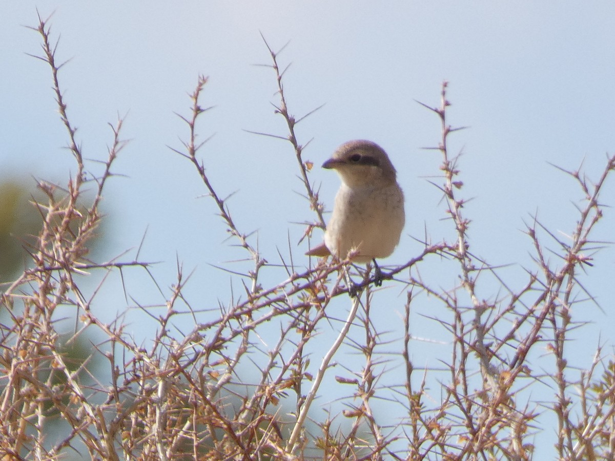 Antzandobi isabeldarra - ML644350217