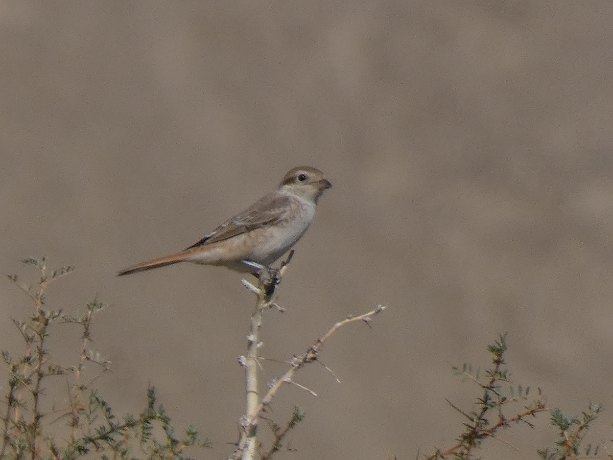 Antzandobi isabeldarra - ML644350218