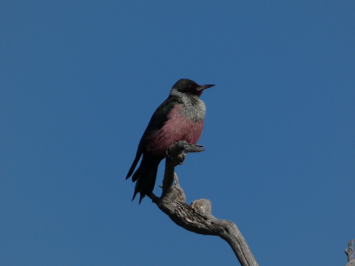 Lewis's Woodpecker - ML644350220