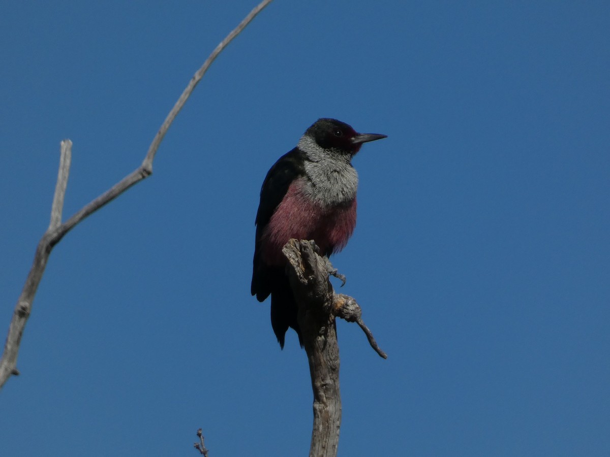 Lewis's Woodpecker - ML644350222