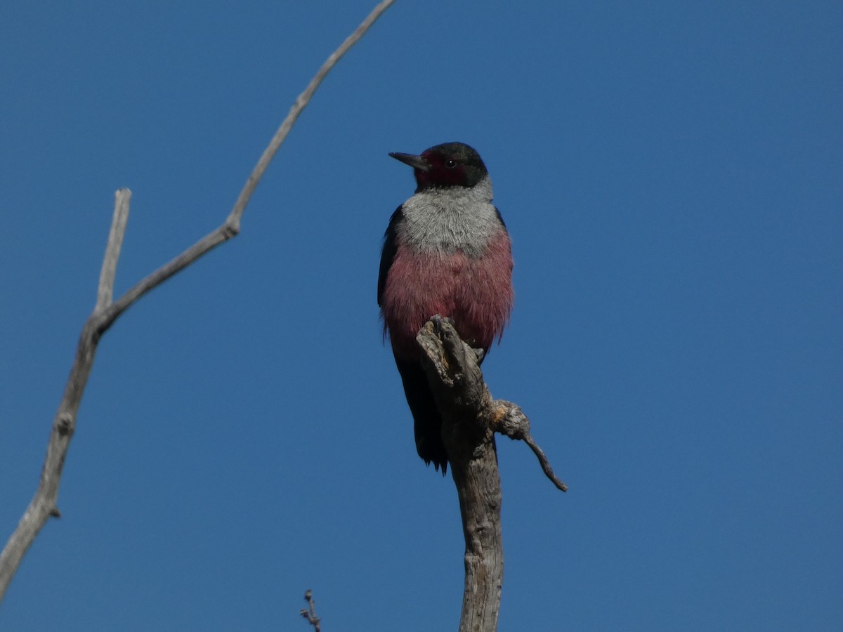 Lewis's Woodpecker - ML644350223