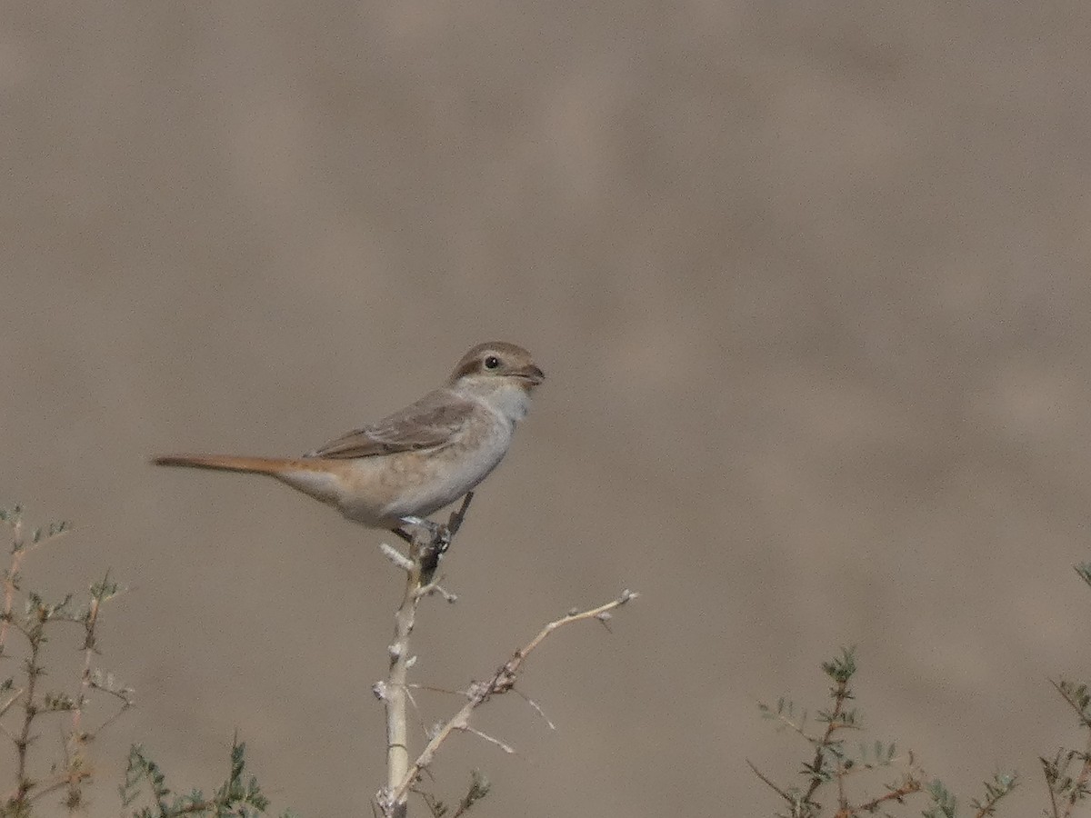 Antzandobi isabeldarra - ML644350229