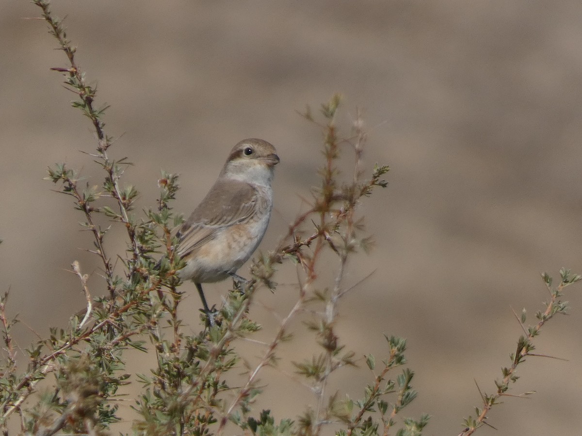 Antzandobi isabeldarra - ML644350231