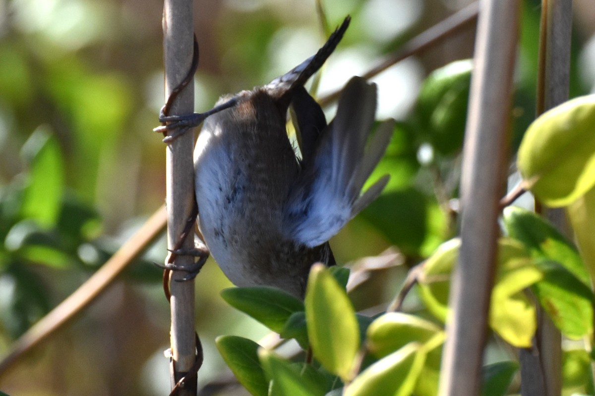 Marsh Wren - ML644350239