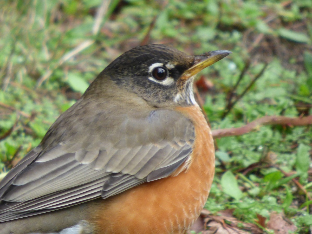 American Robin - ML644350240
