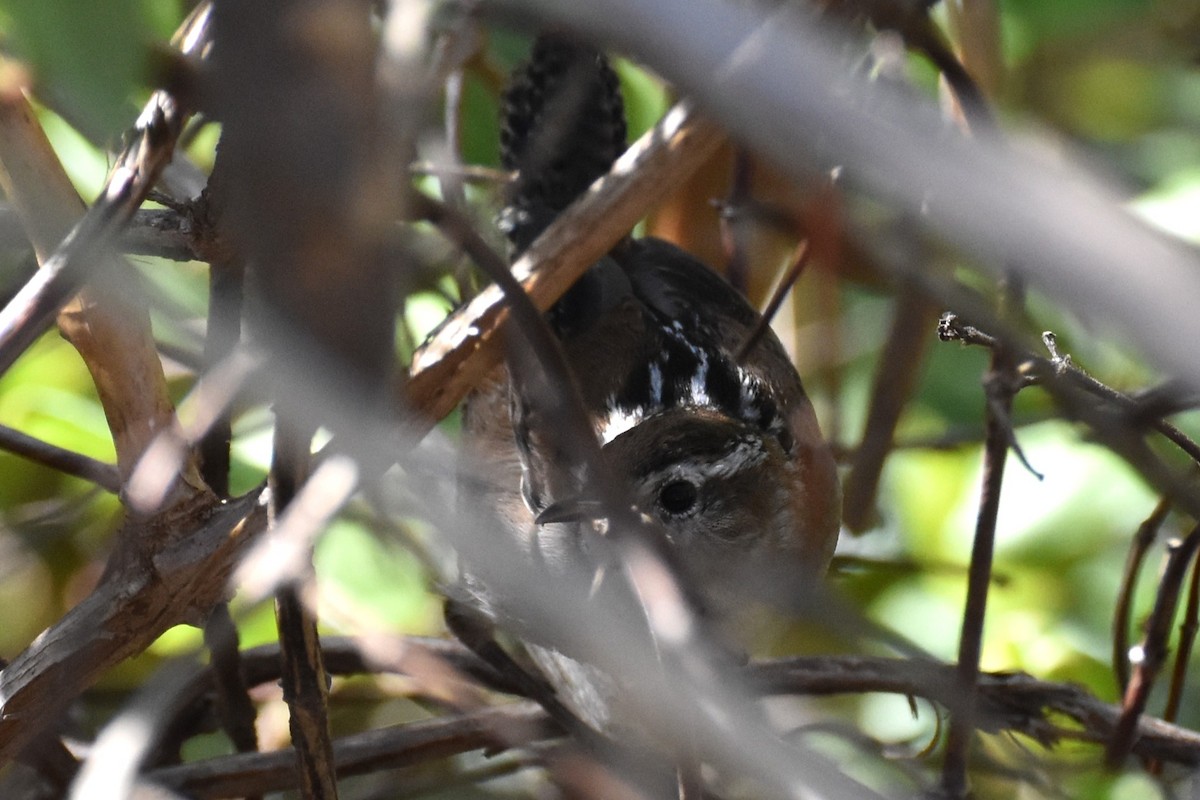 Marsh Wren - ML644350241