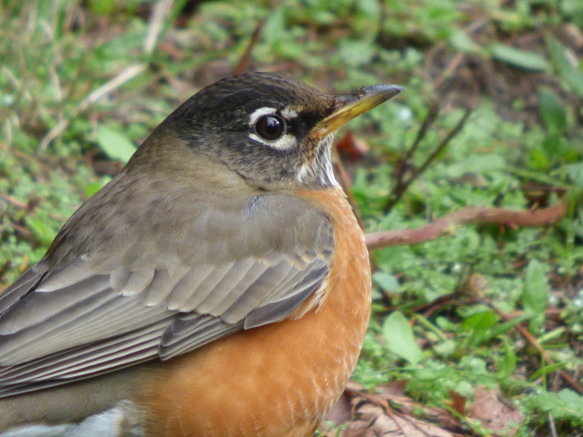 American Robin - ML644350242