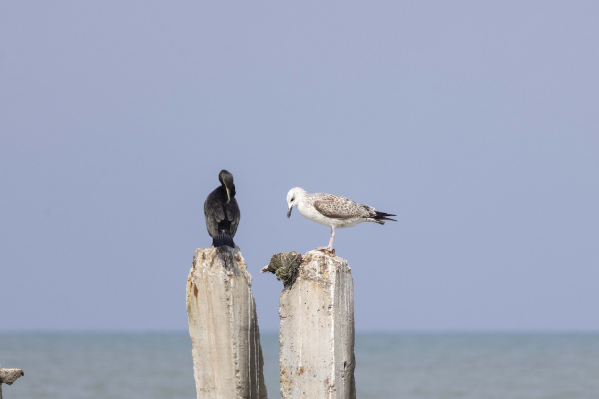 Kaio kaspiarra - ML644350243