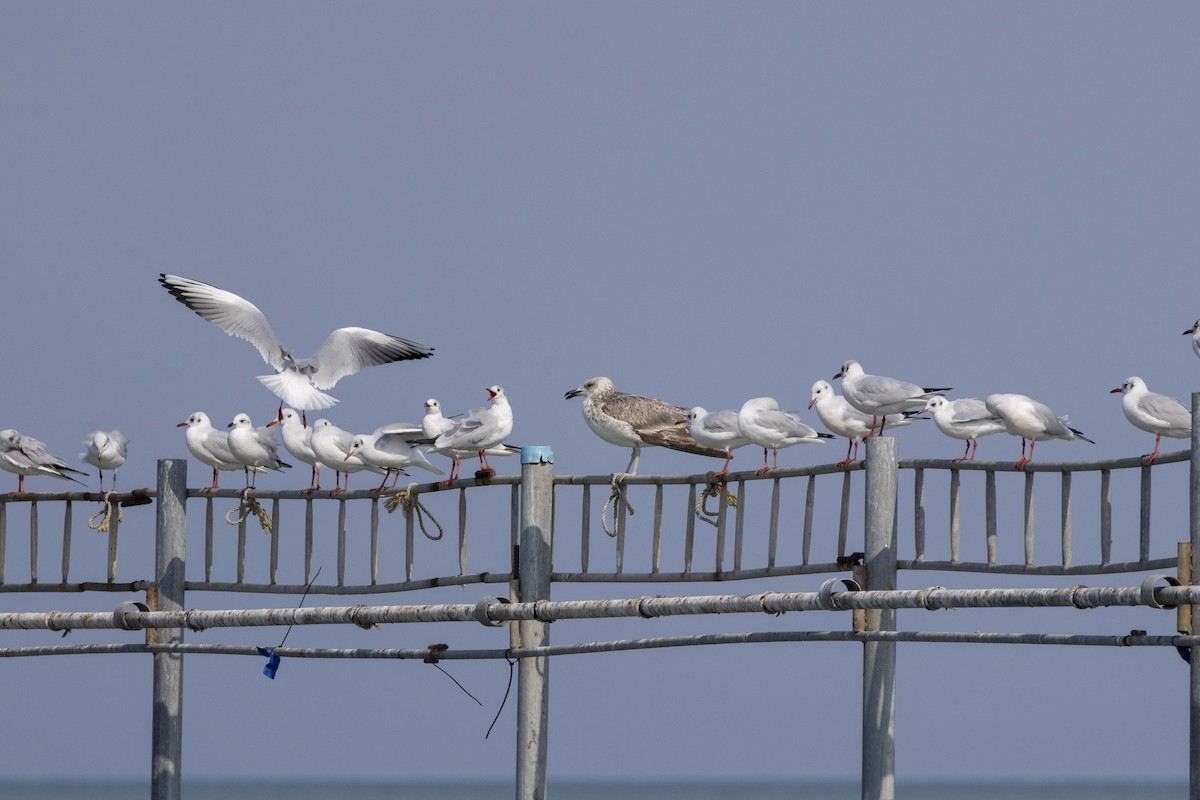 Kaio kaspiarra - ML644350244