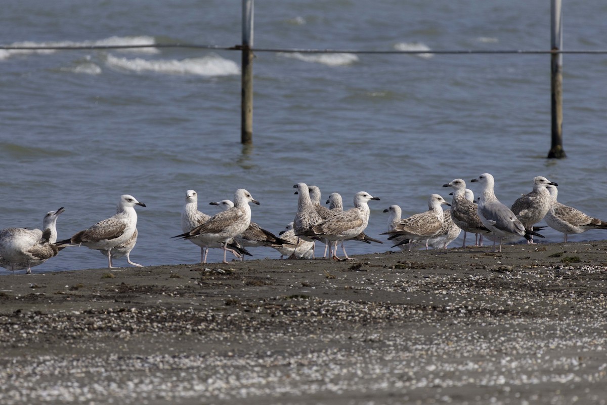 Kaio kaspiarra - ML644350245