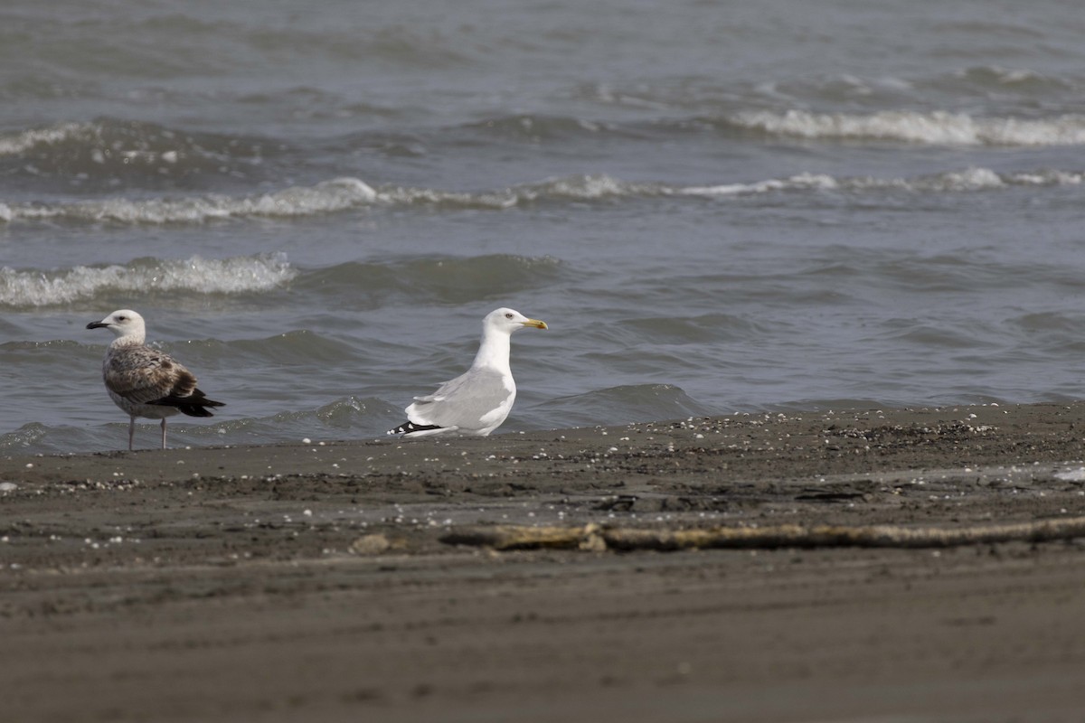 Kaio kaspiarra - ML644350246