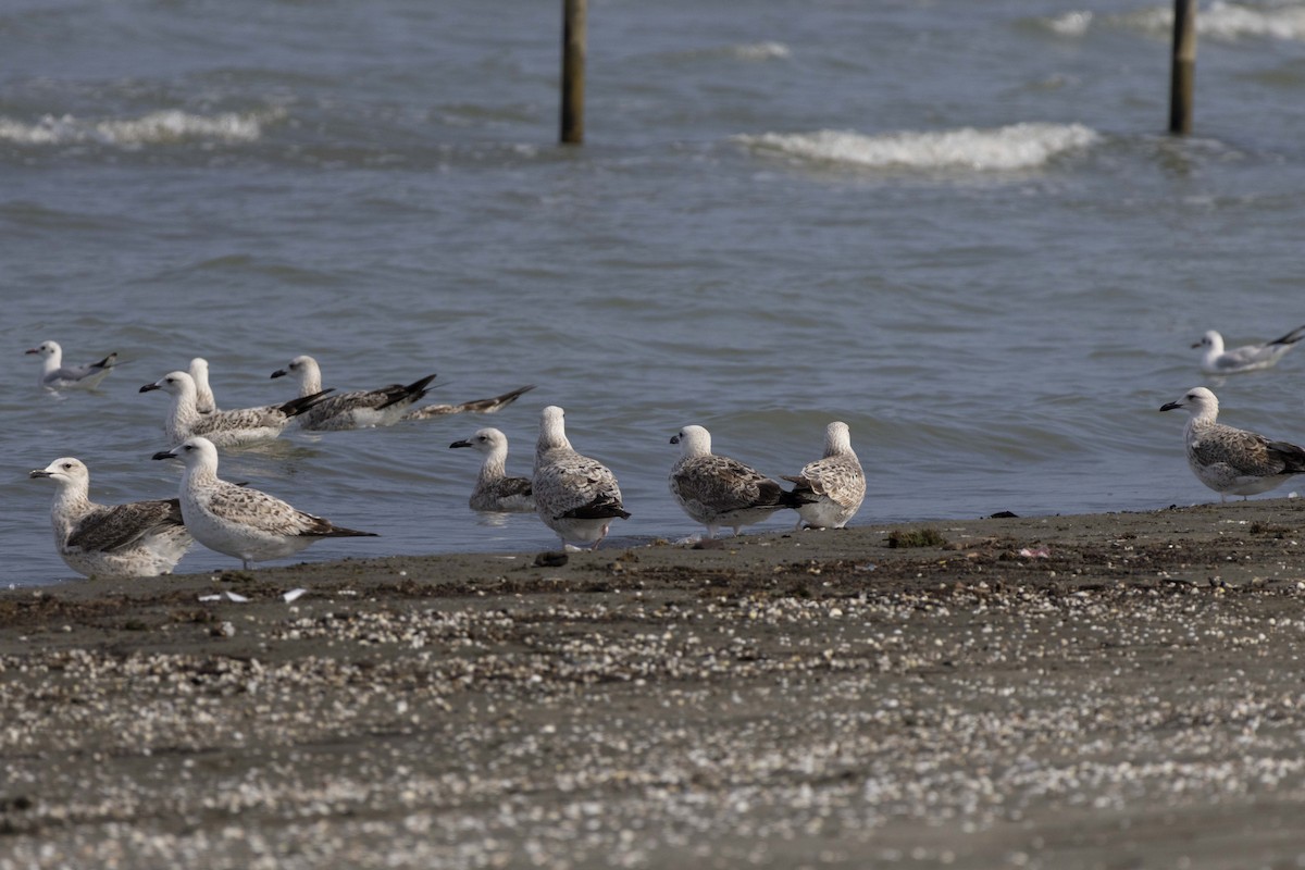 Kaio kaspiarra - ML644350247