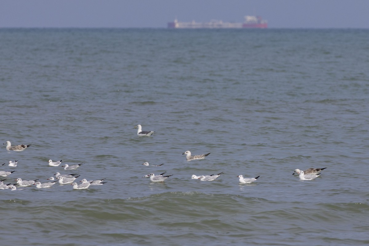 Kaio kaspiarra - ML644350248