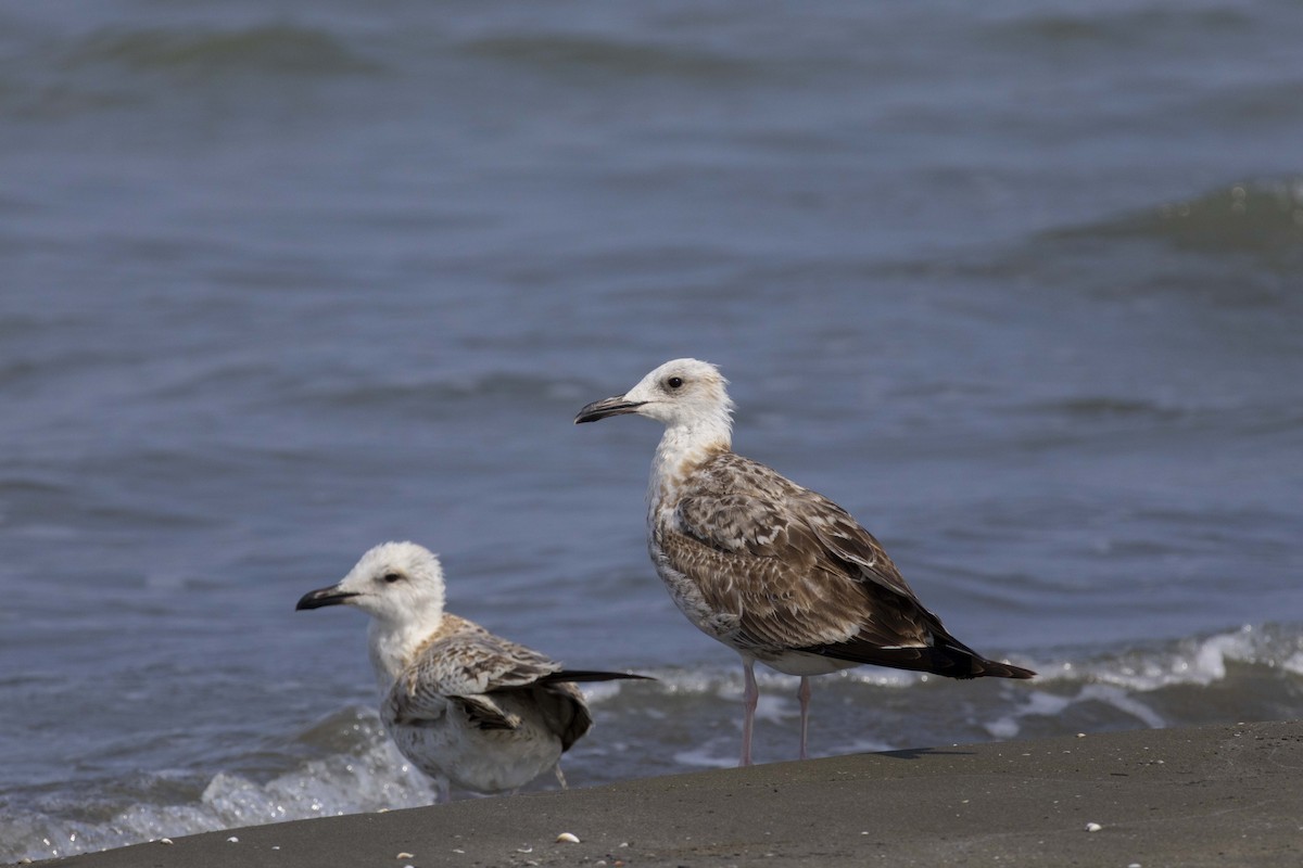 Kaio kaspiarra - ML644350249