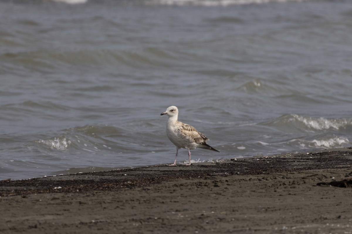 Kaio kaspiarra - ML644350250