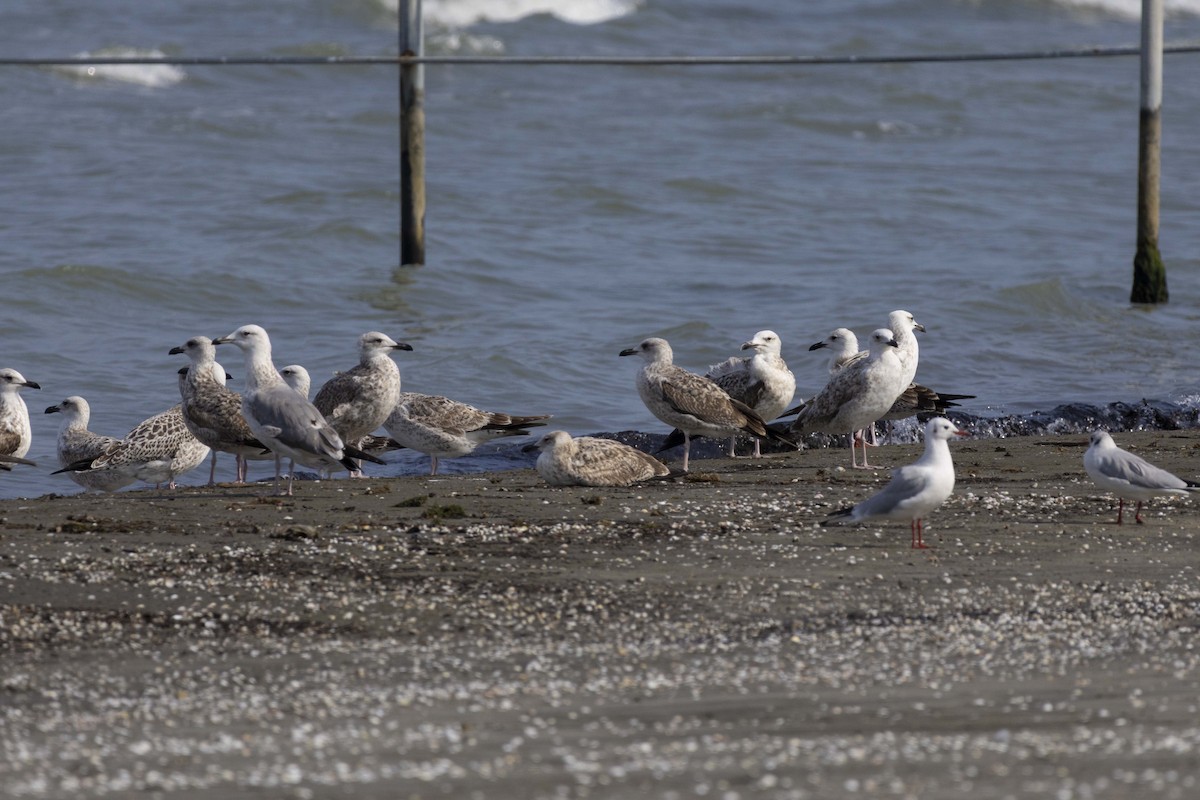 Kaio kaspiarra - ML644350251