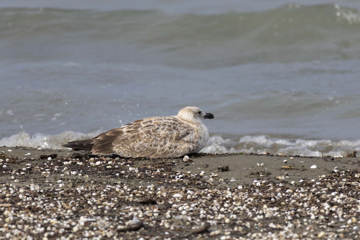 Kaio kaspiarra - ML644350252