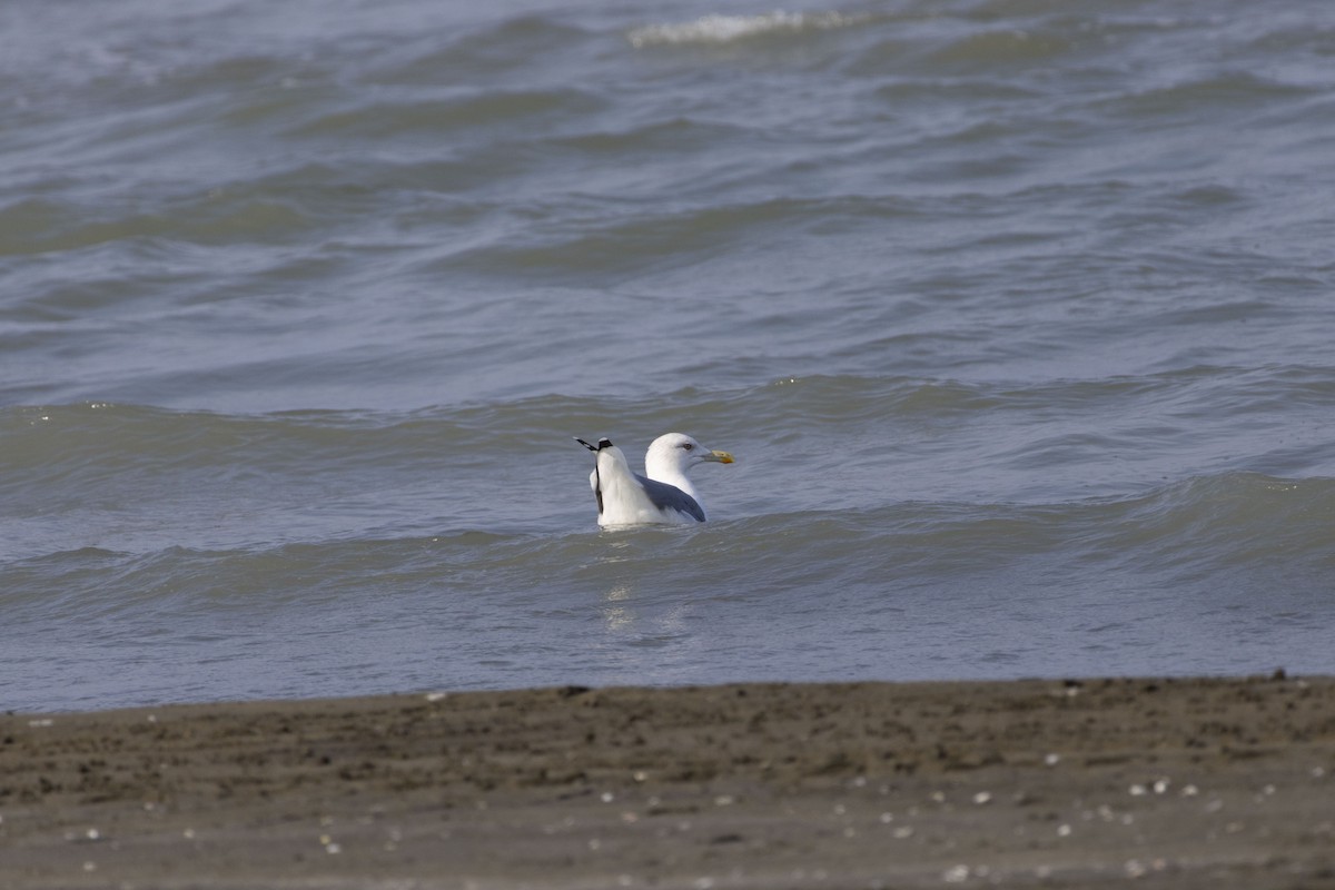 Kaio kaspiarra - ML644350253