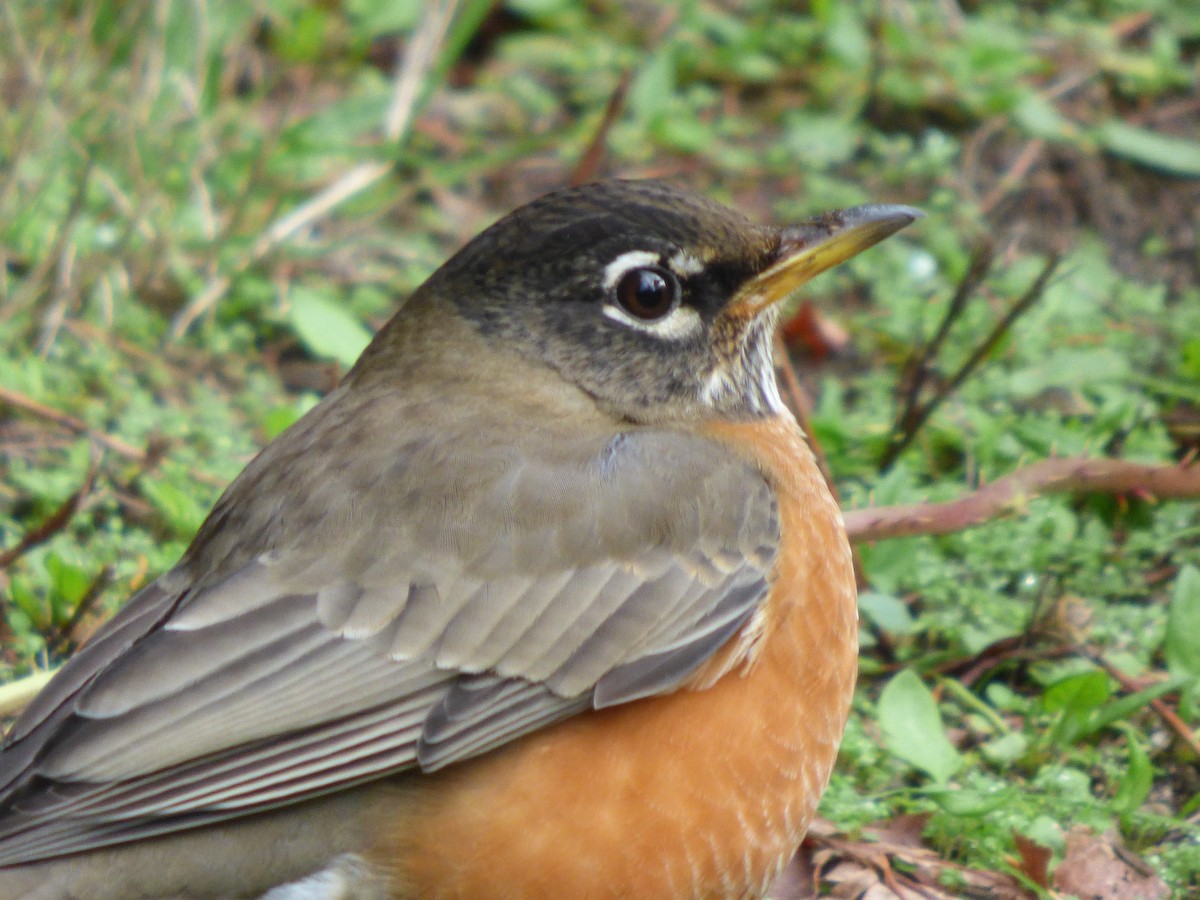American Robin - ML644350256