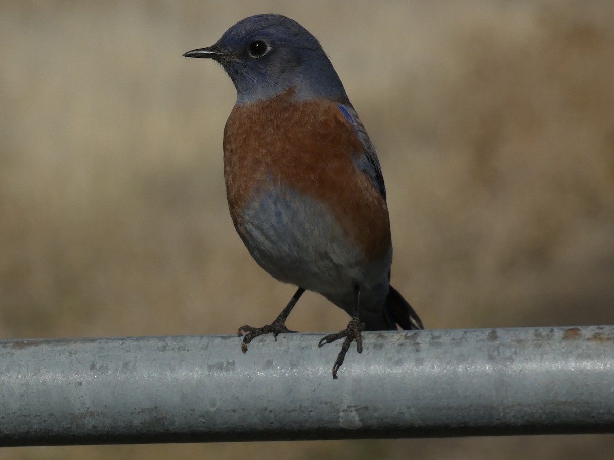 Western Bluebird - ML644350257