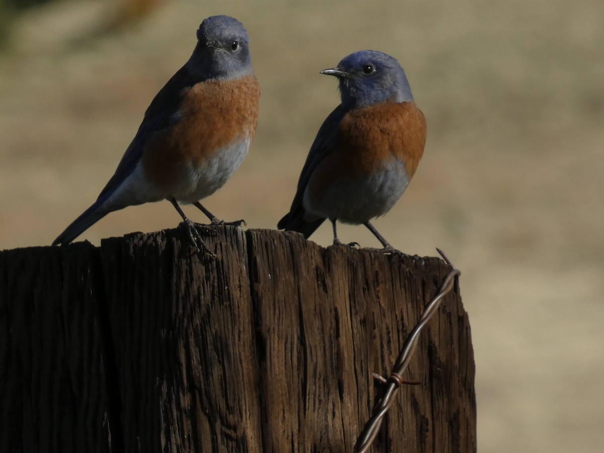 vestblåfugl - ML644350258