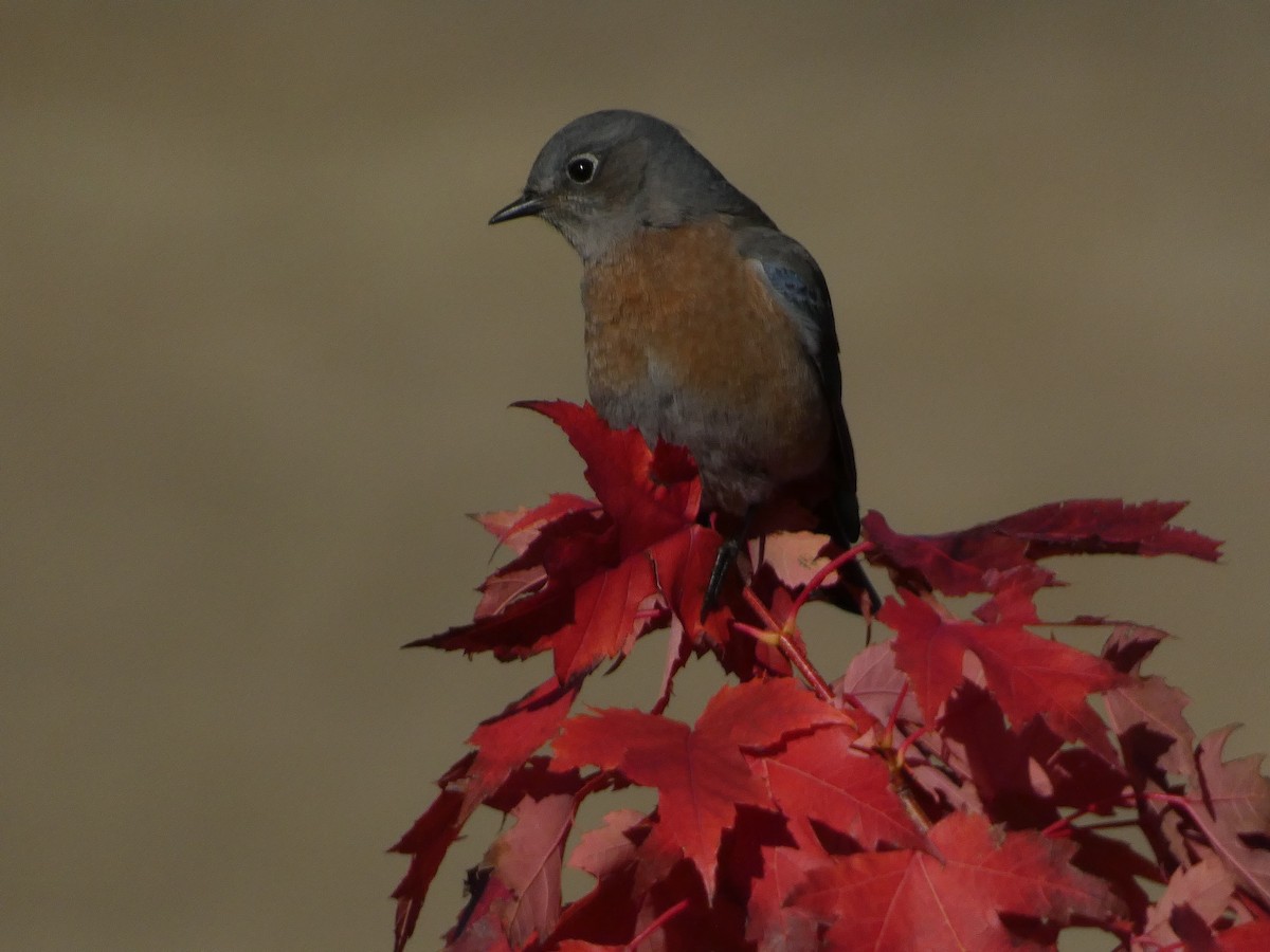 vestblåfugl - ML644350259