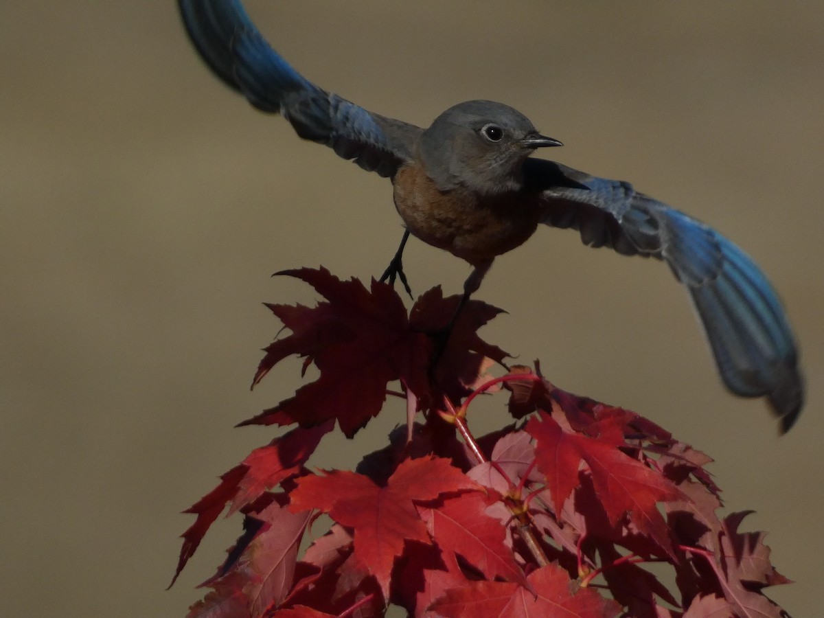 vestblåfugl - ML644350260