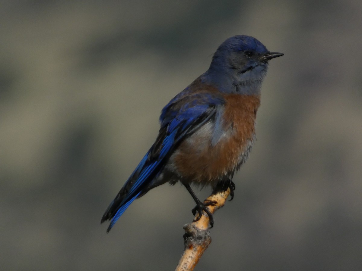 vestblåfugl - ML644350261