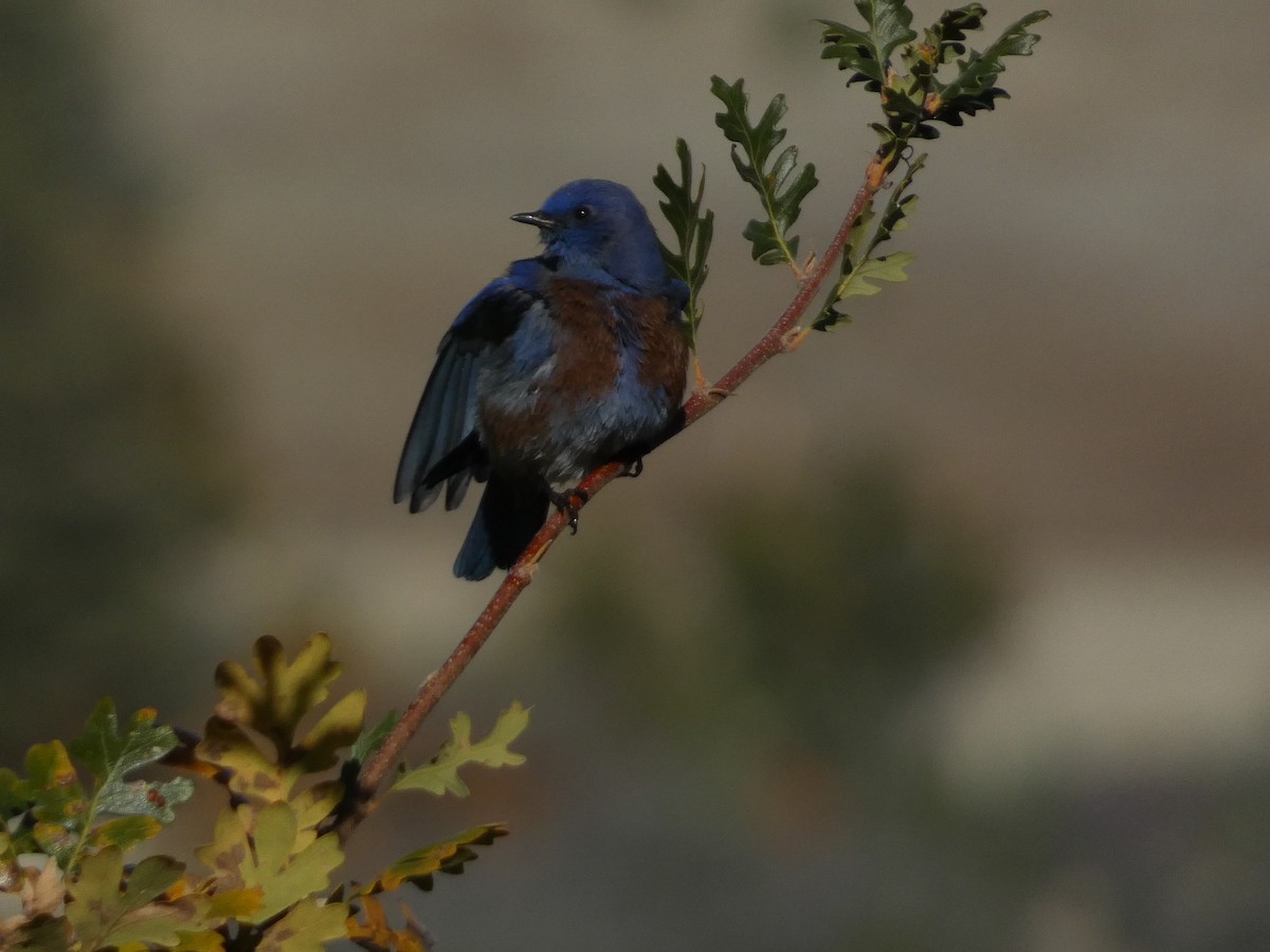 vestblåfugl - ML644350262