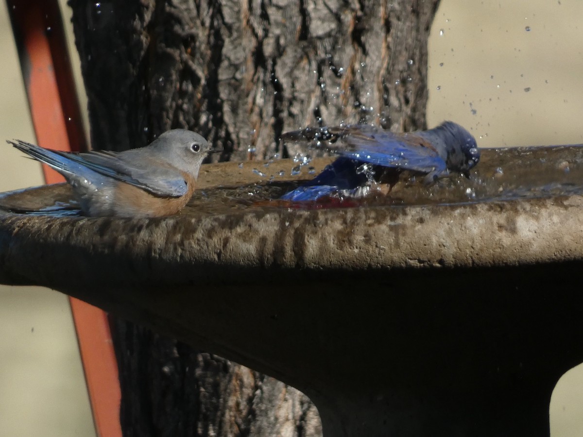 vestblåfugl - ML644350264