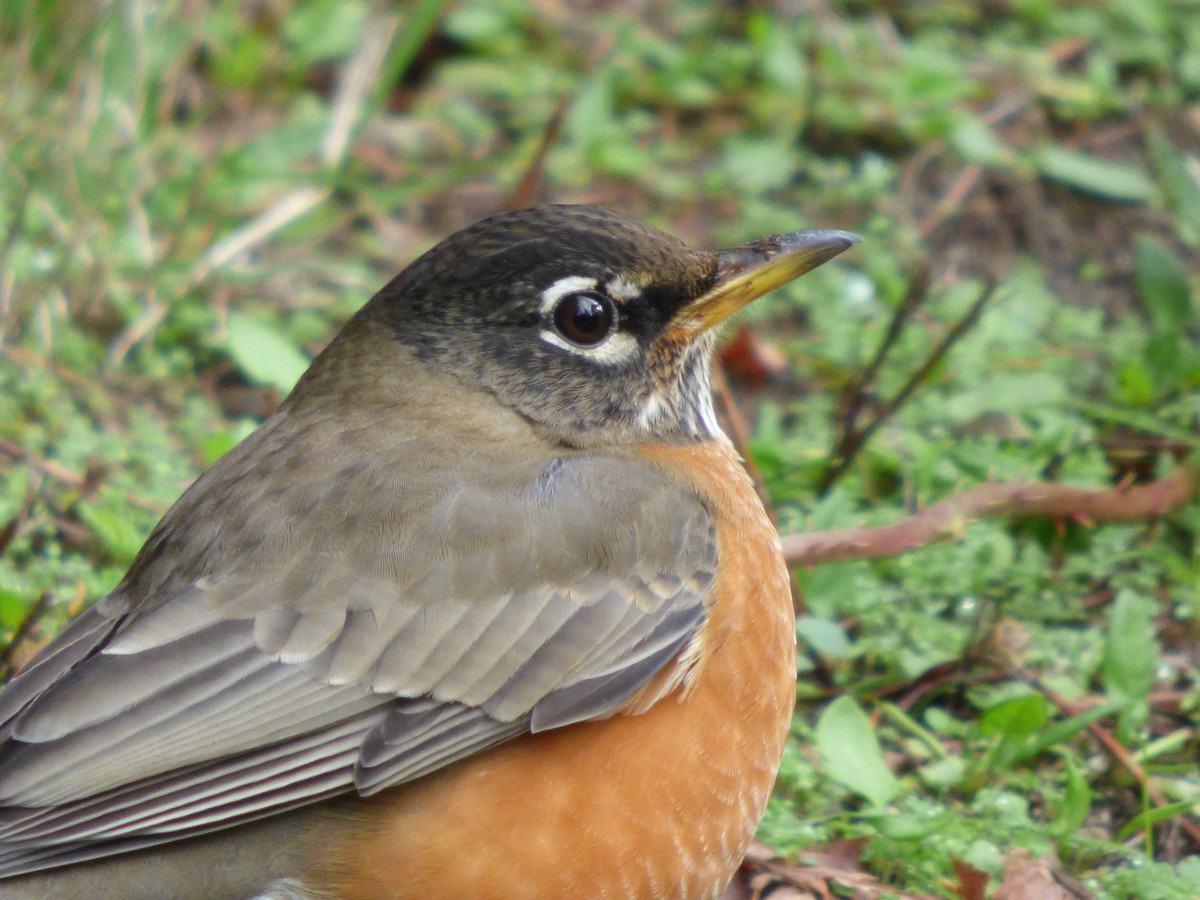 American Robin - ML644350266