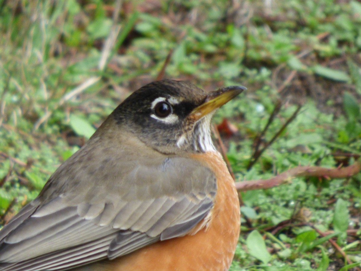 American Robin - ML644350267