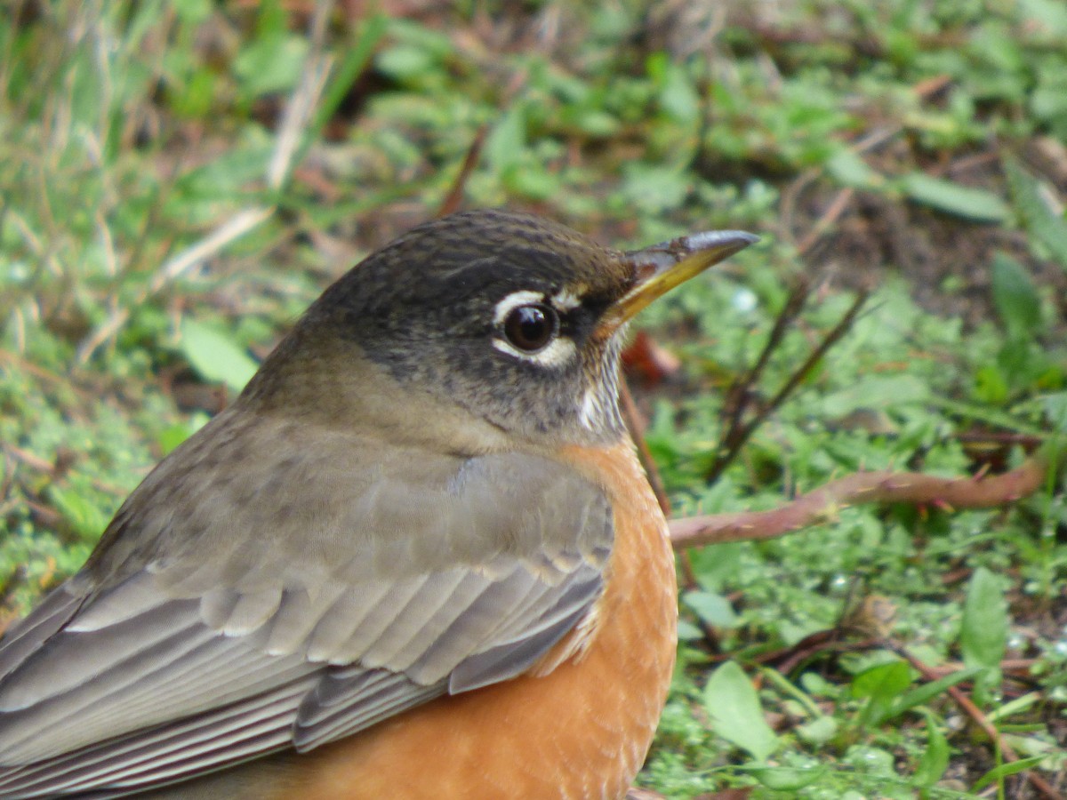 American Robin - ML644350275