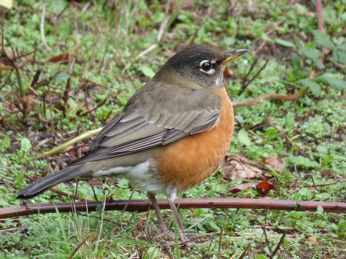 American Robin - ML644350277