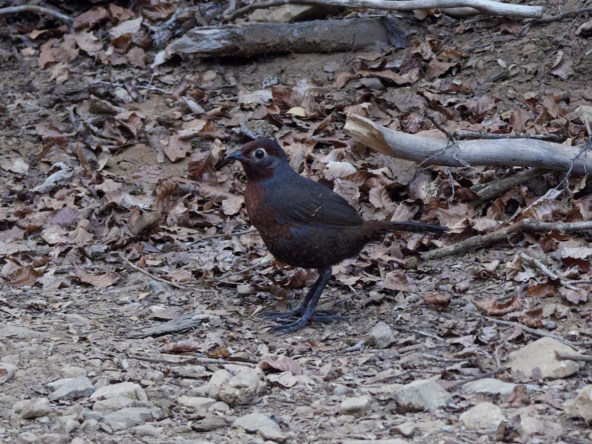 Chestnut-throated Huet-huet - ML644350285