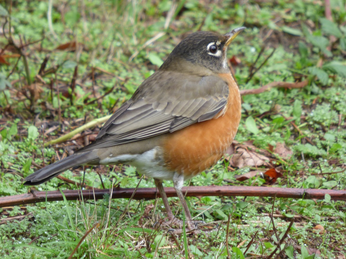 American Robin - ML644350286