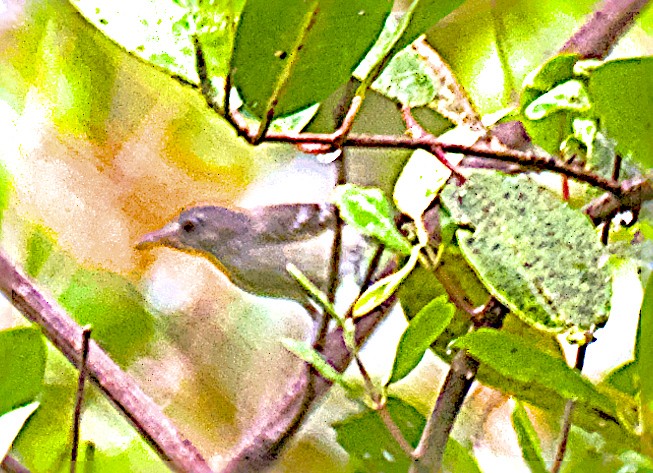 Mangrove Vireo - ML644350290