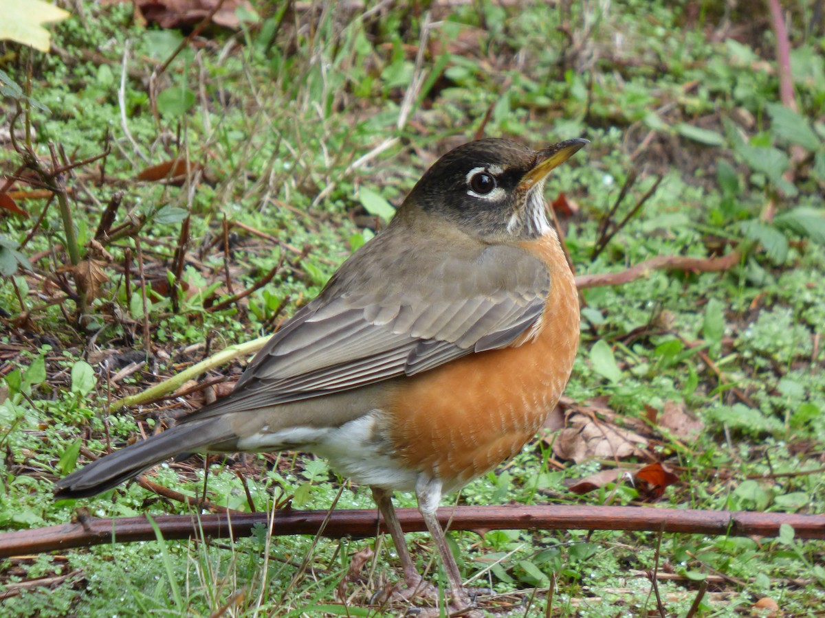 American Robin - ML644350291