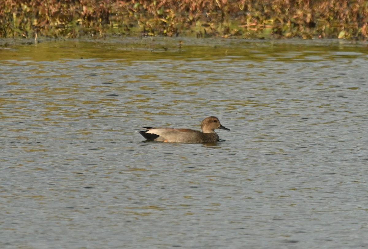Нерозень - ML644350292